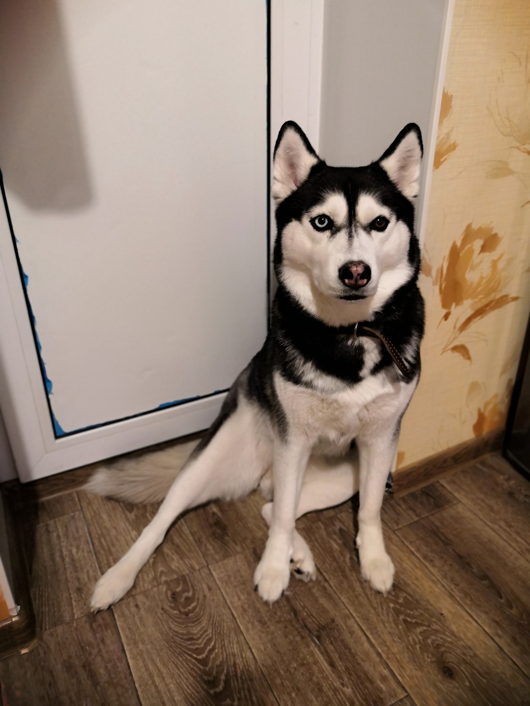 When people ask me if I have a smart dog - My, Dog, Husky, Longpost