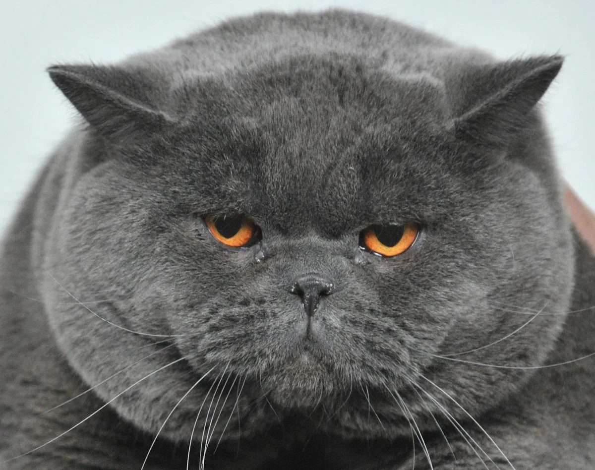 Британская кошка: Характер англичанина. Почему за этой породой закрепился  стереотип злобных кошек? | Пикабу