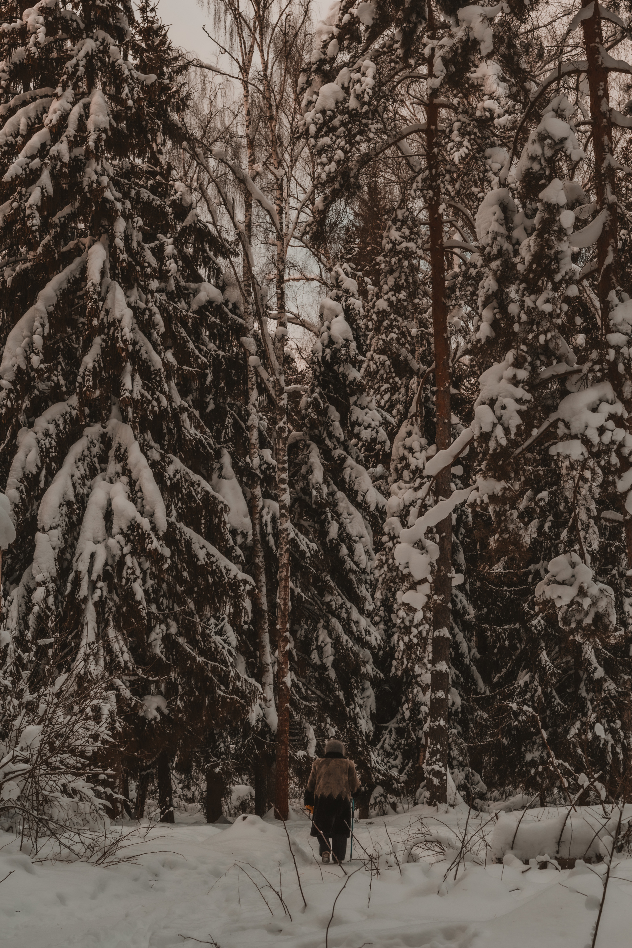 Grandmother in the Woods - My, The photo, Photographer, Beginning photographer, Nature, Winter, Canon