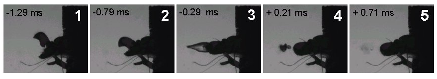 Shrimp-nutcracker shoots plasma - My, Nauchpop, Shrimps, The science, Biology, Research, Longpost, Video