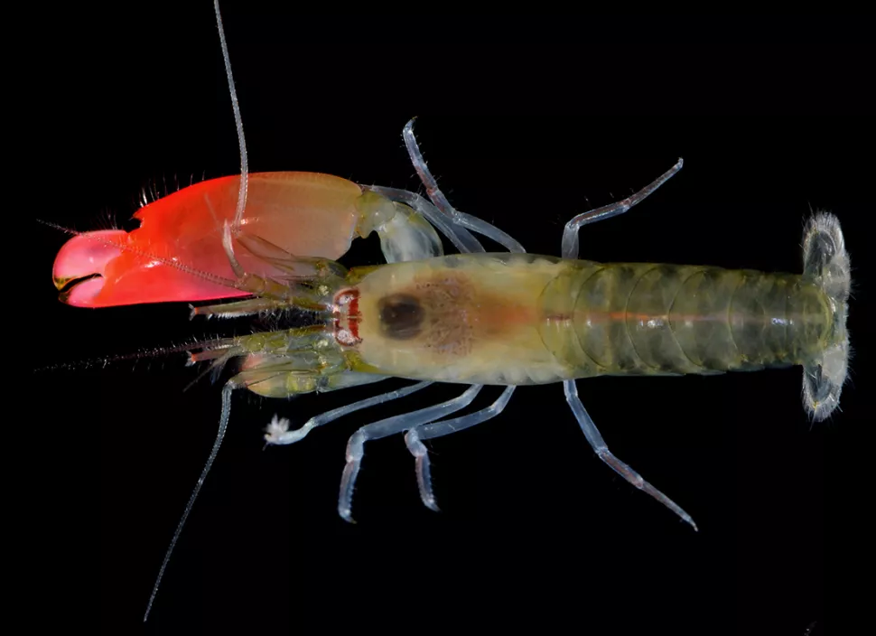 Shrimp-nutcracker shoots plasma - My, Nauchpop, Shrimps, The science, Biology, Research, Longpost, Video