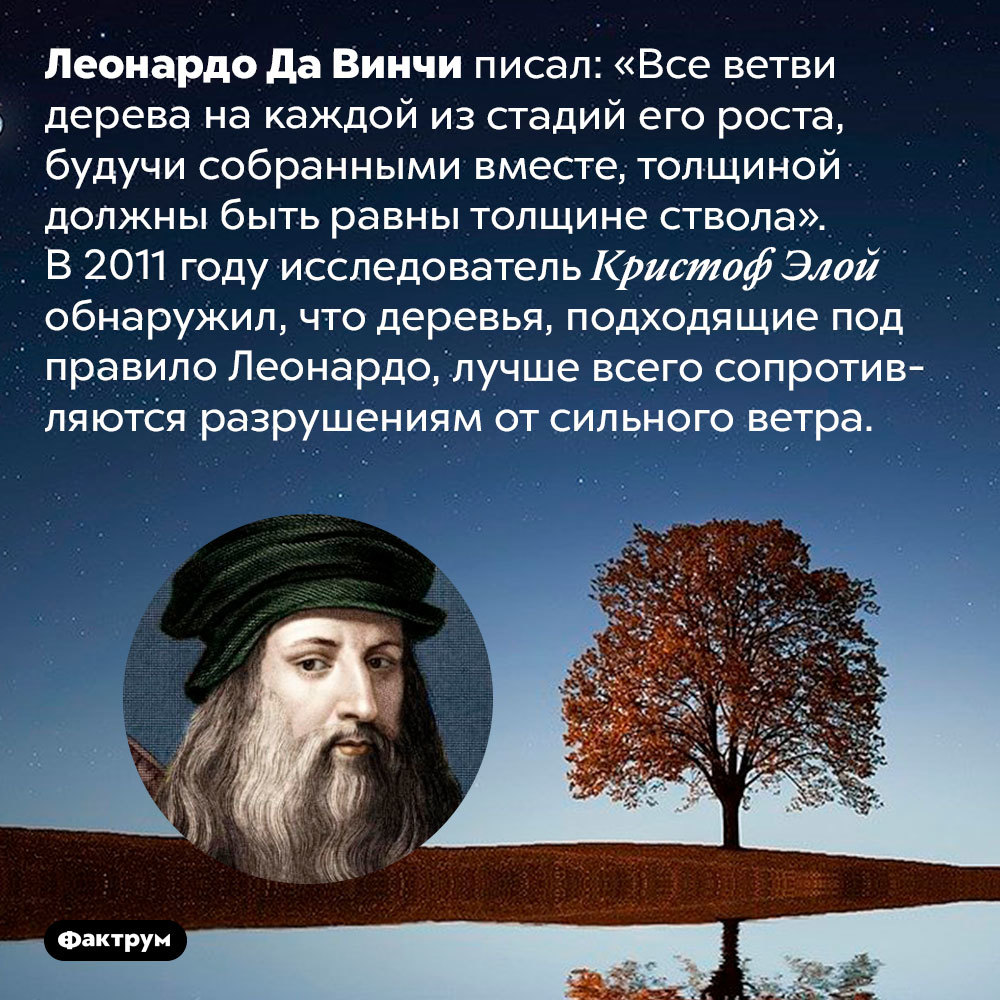 Что такое «застенчивость кроны» и другие интересные факты