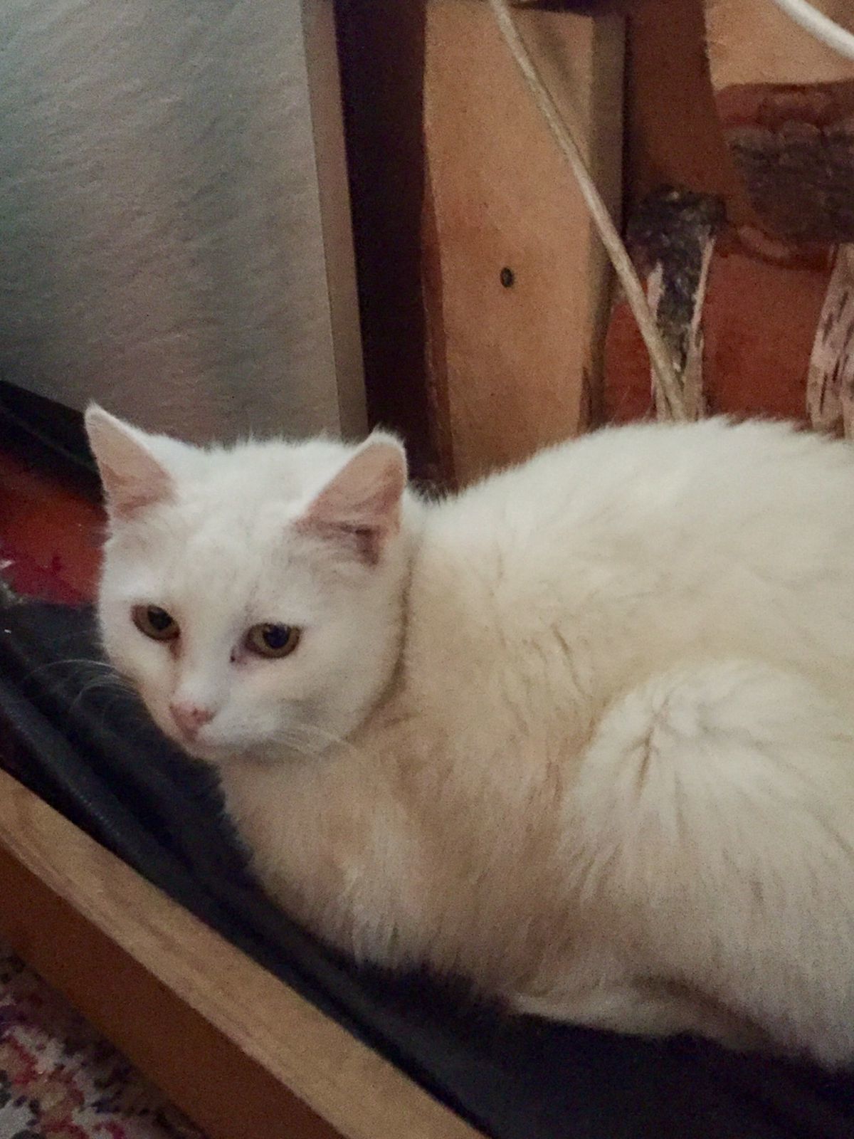 A white cat with half a tail is looking for its home. I picked it up before the frost. But she's still very worried. St. Petersburg, Leningrad Oblast, MsC, Finland - My, cat, In good hands, Leningrad region, Helping animals, The strength of the Peekaboo, Homeless animals, Saint Petersburg, Moscow, No rating, Video, Longpost