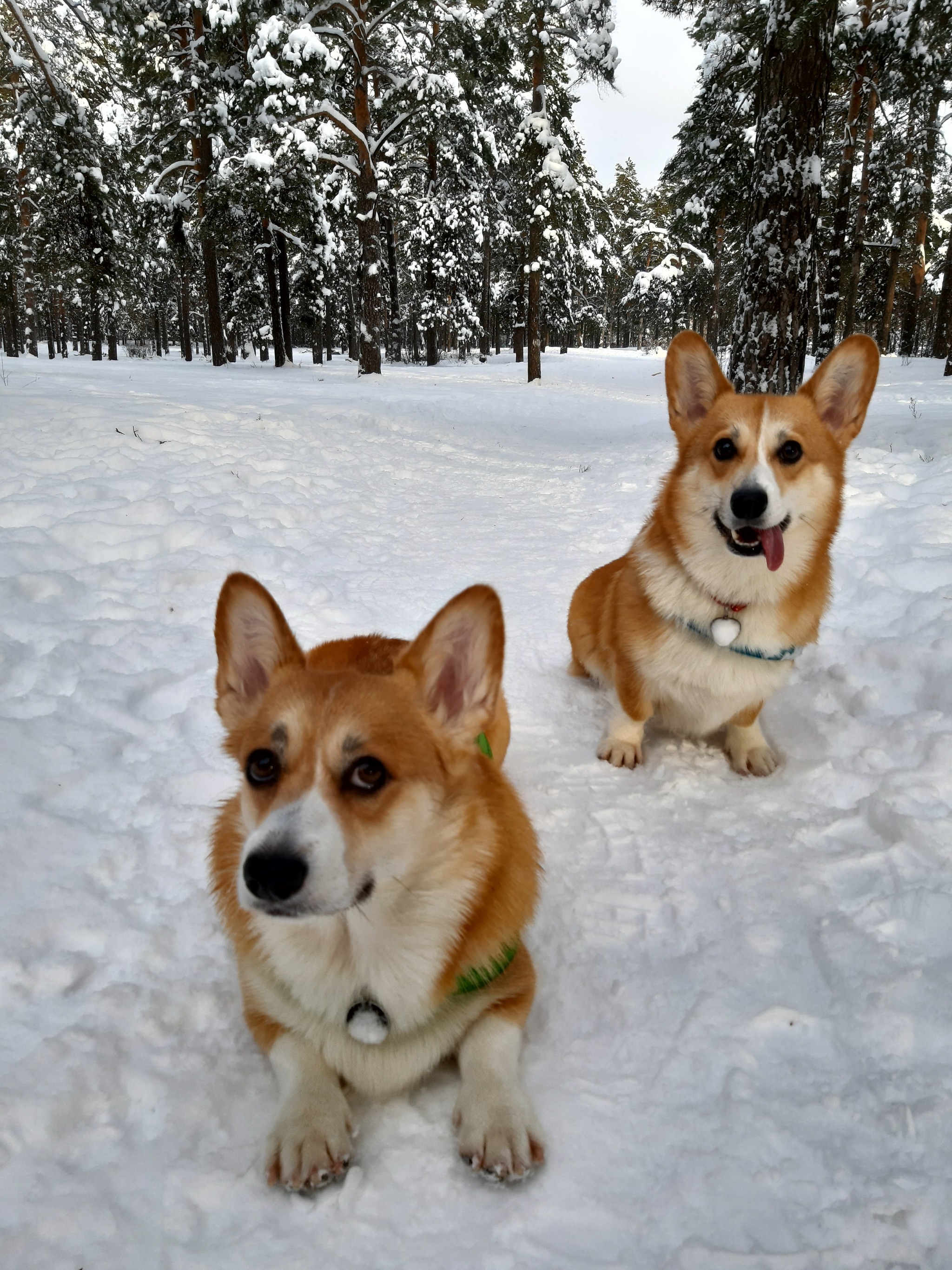 Two is better than one - My, Dog, Corgi, Pets, Pets, Vertical video, Walk in the woods, Video, Longpost