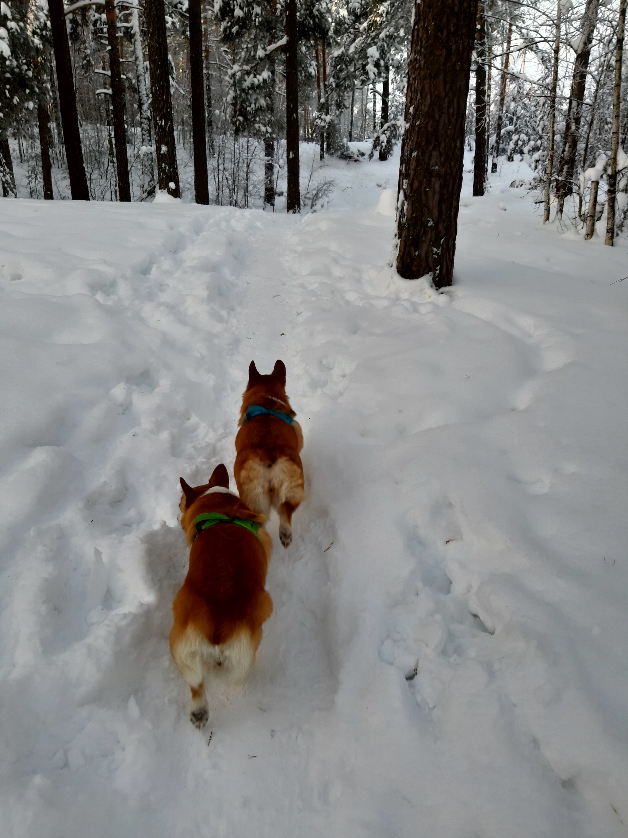 Two is better than one - My, Dog, Corgi, Pets, Pets, Vertical video, Walk in the woods, Video, Longpost