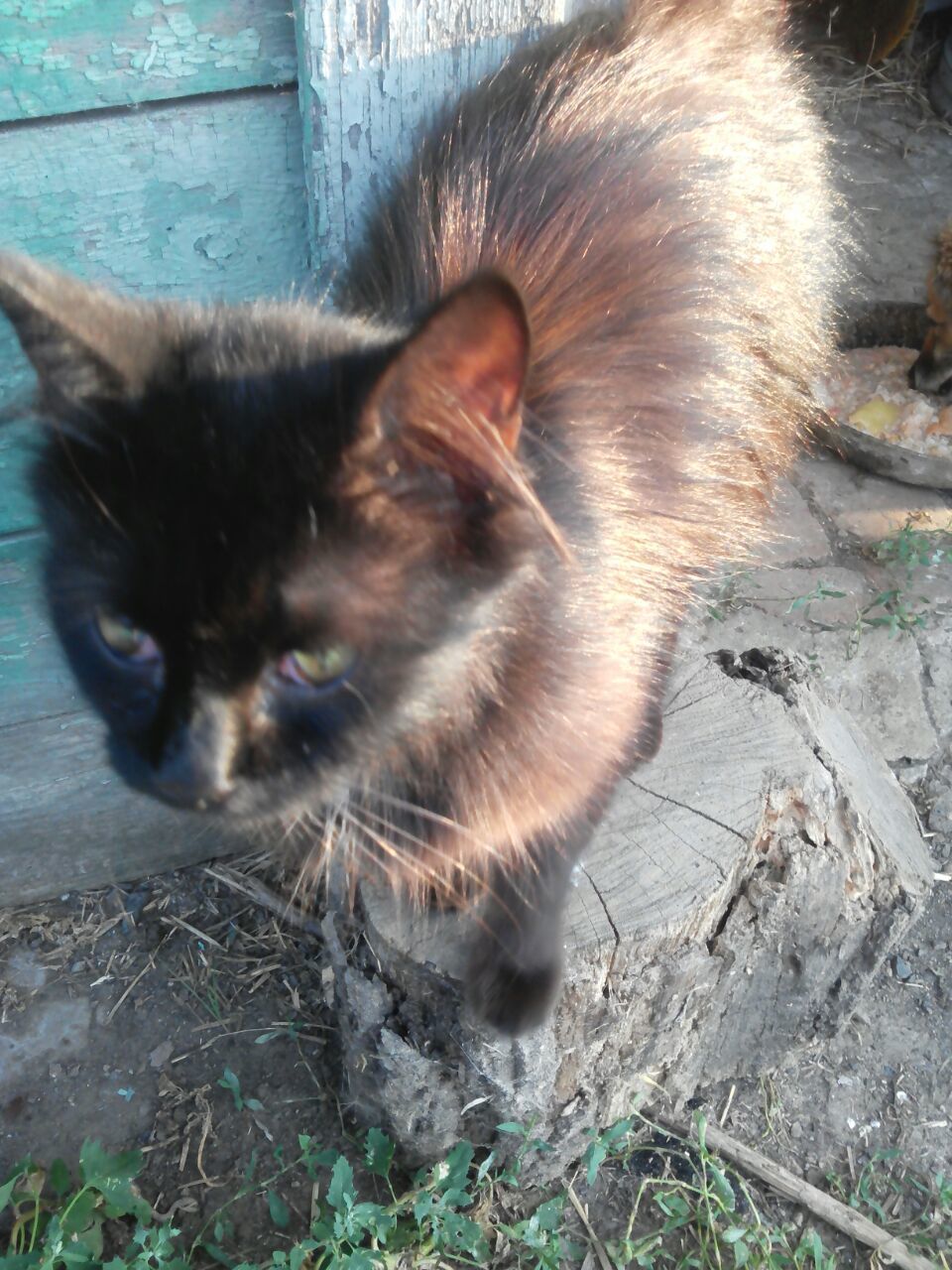 My Asenka, the most affectionate of my cats - Tricolor cat, cat, Milota, Grey, Black cat, Longpost, Pets