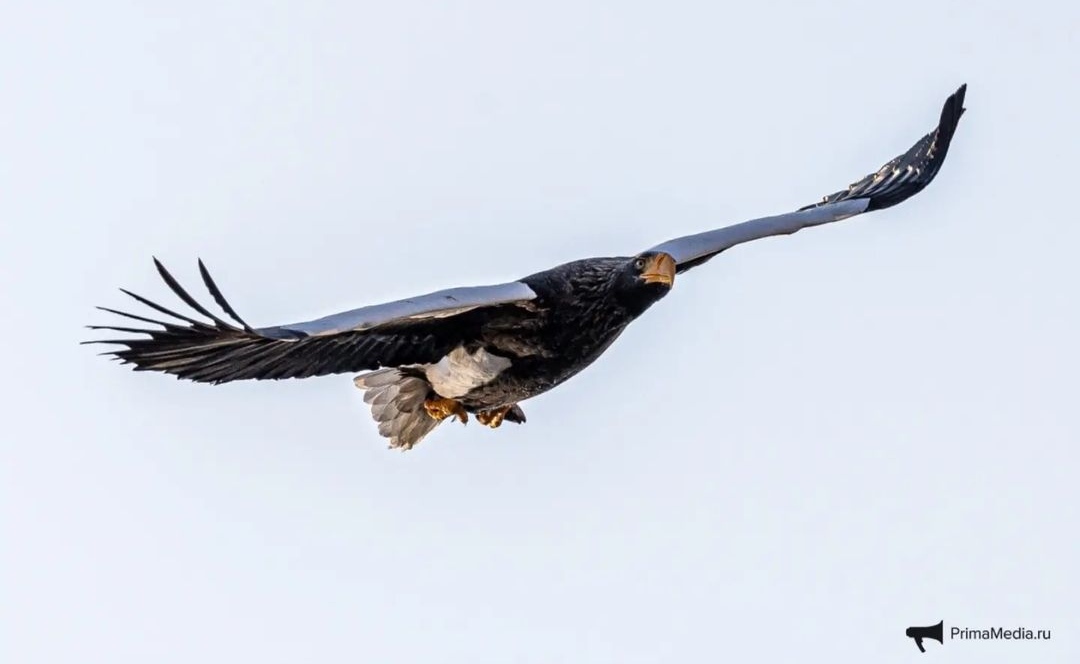 Eagle on wintering grounds - The photo, Birds, Instagram, Vladivostok, Erne, Wintering, Flight, Longpost