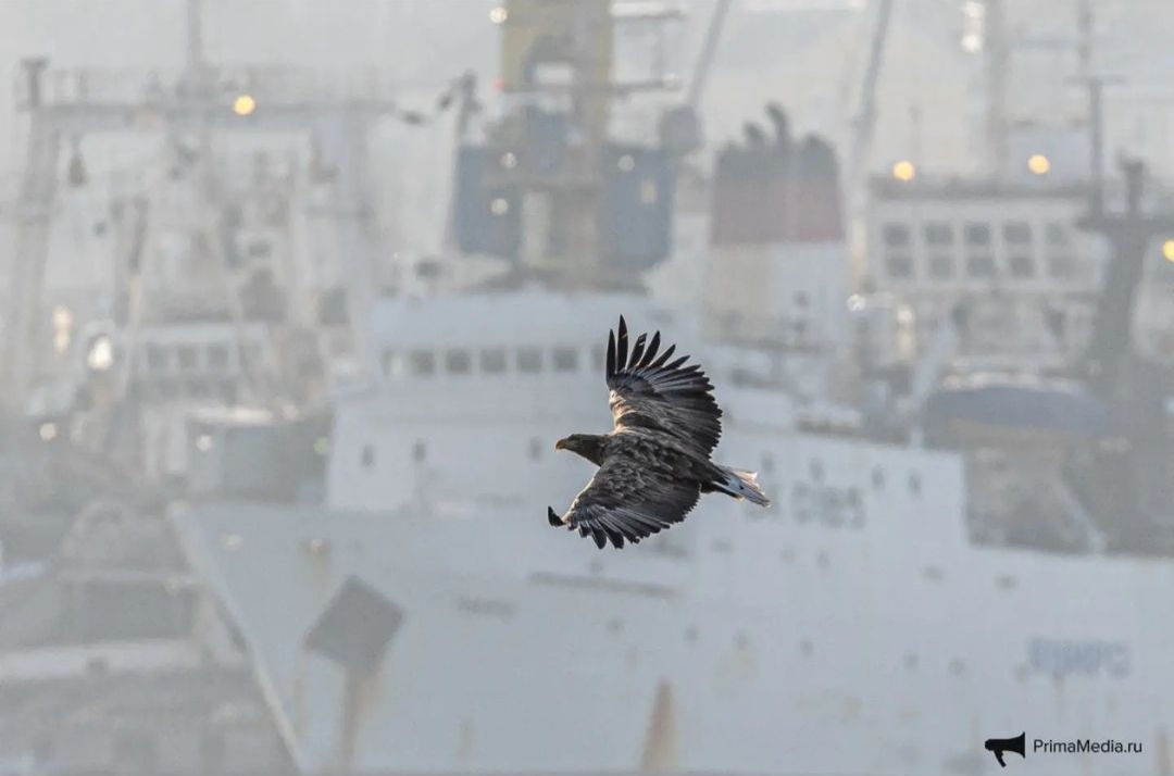 Eagle on wintering grounds - The photo, Birds, Instagram, Vladivostok, Erne, Wintering, Flight, Longpost