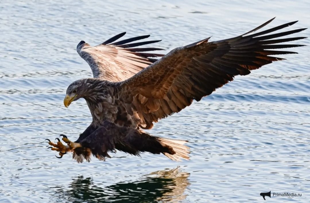 Eagle on wintering grounds - The photo, Birds, Instagram, Vladivostok, Erne, Wintering, Flight, Longpost