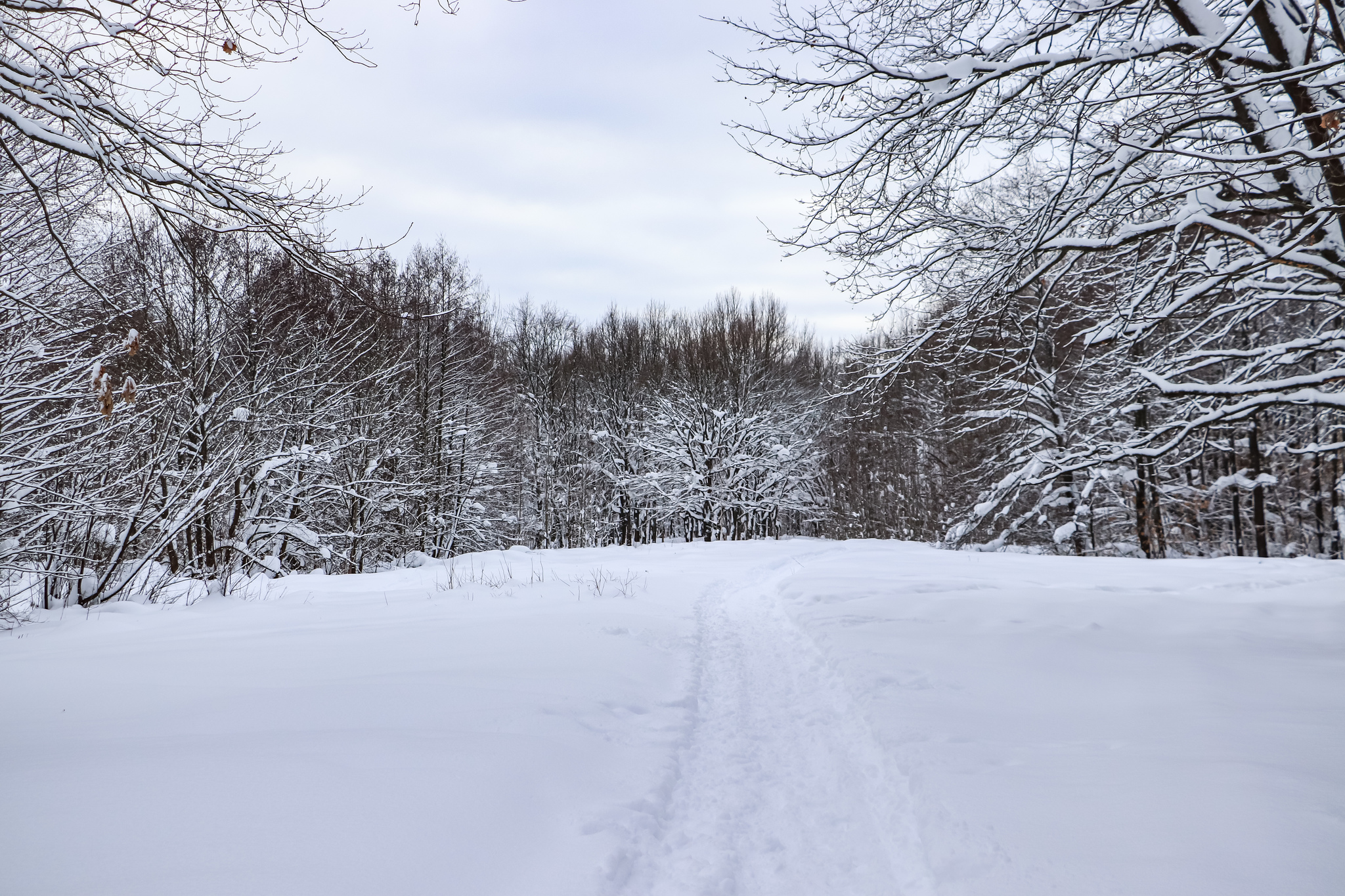 Walking - My, Winter, Nature, Snow, Hiking, Skiers, Dog, Video, Longpost