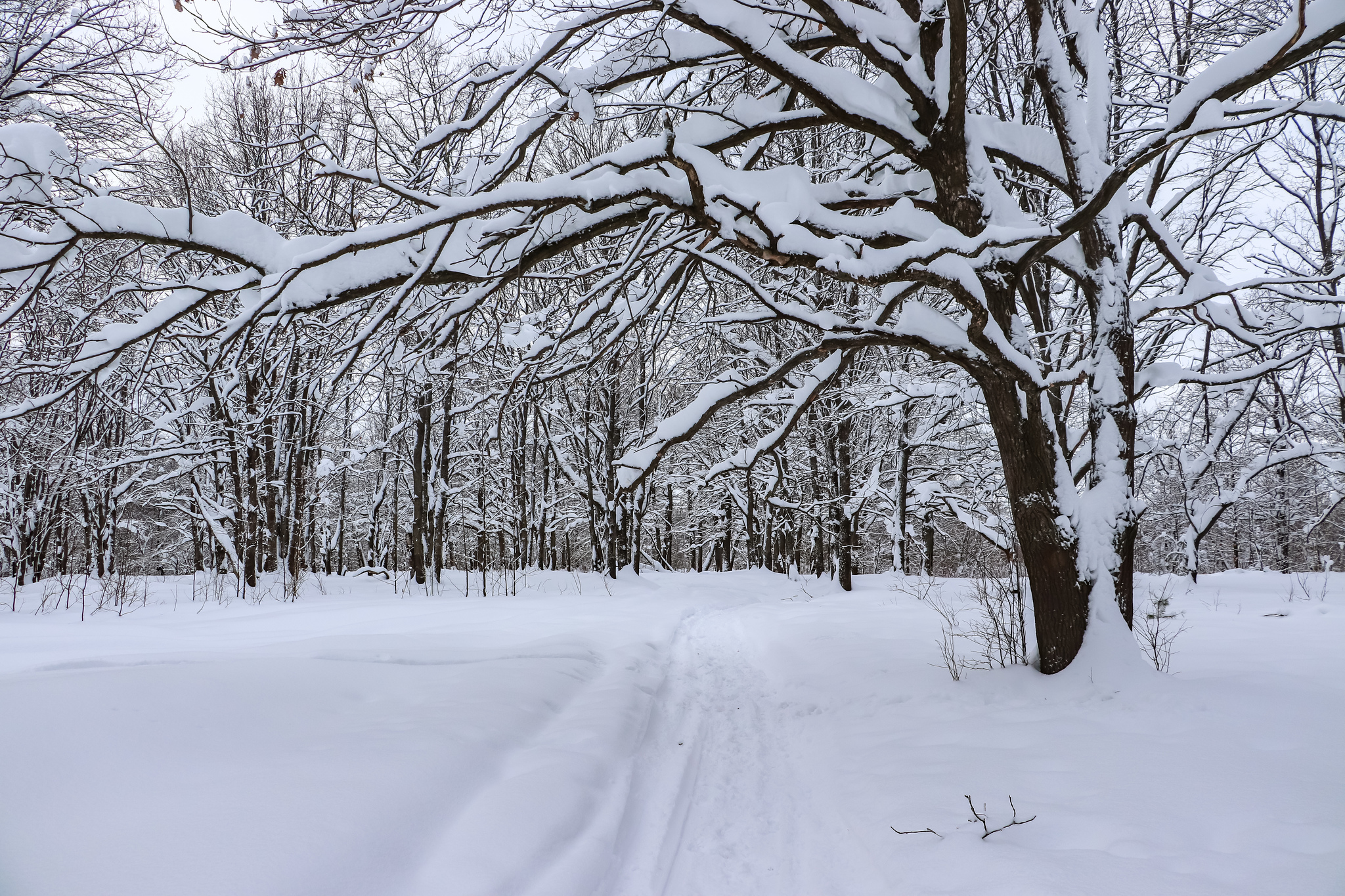 Walking - My, Winter, Nature, Snow, Hiking, Skiers, Dog, Video, Longpost