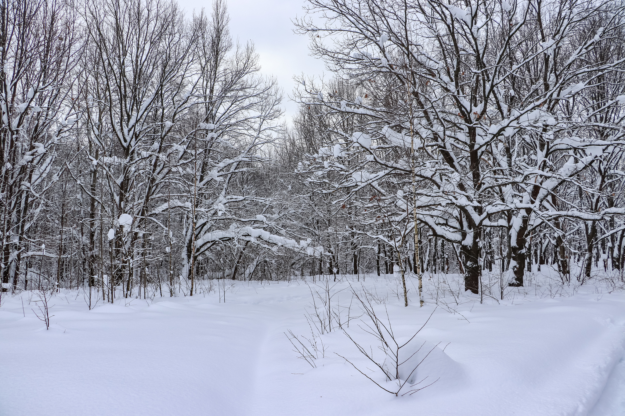 Walking - My, Winter, Nature, Snow, Hiking, Skiers, Dog, Video, Longpost