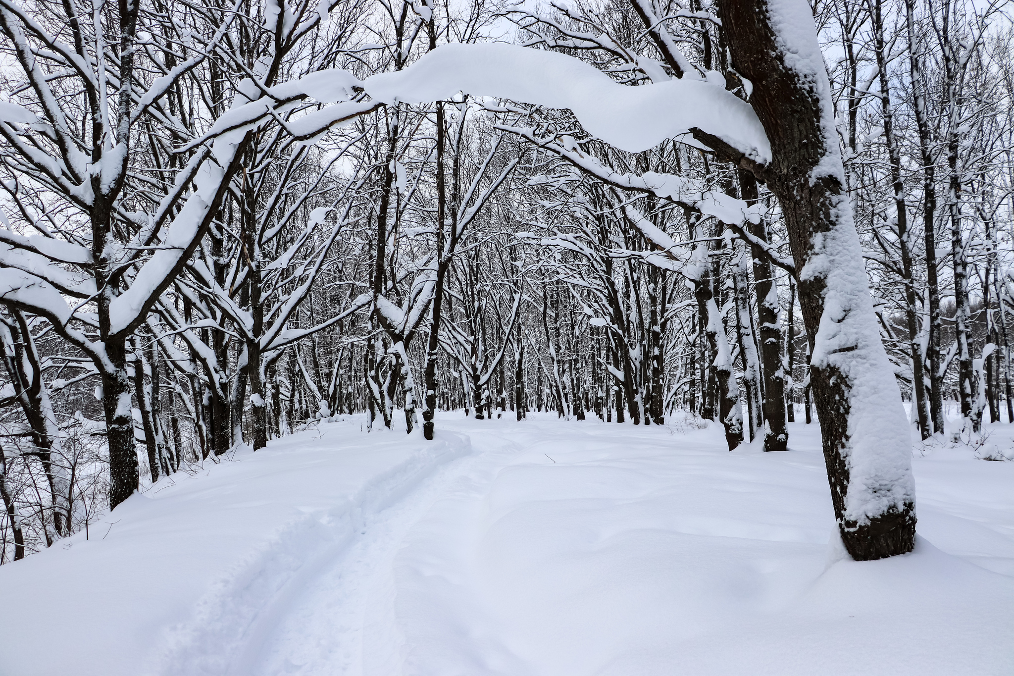 Walking - My, Winter, Nature, Snow, Hiking, Skiers, Dog, Video, Longpost