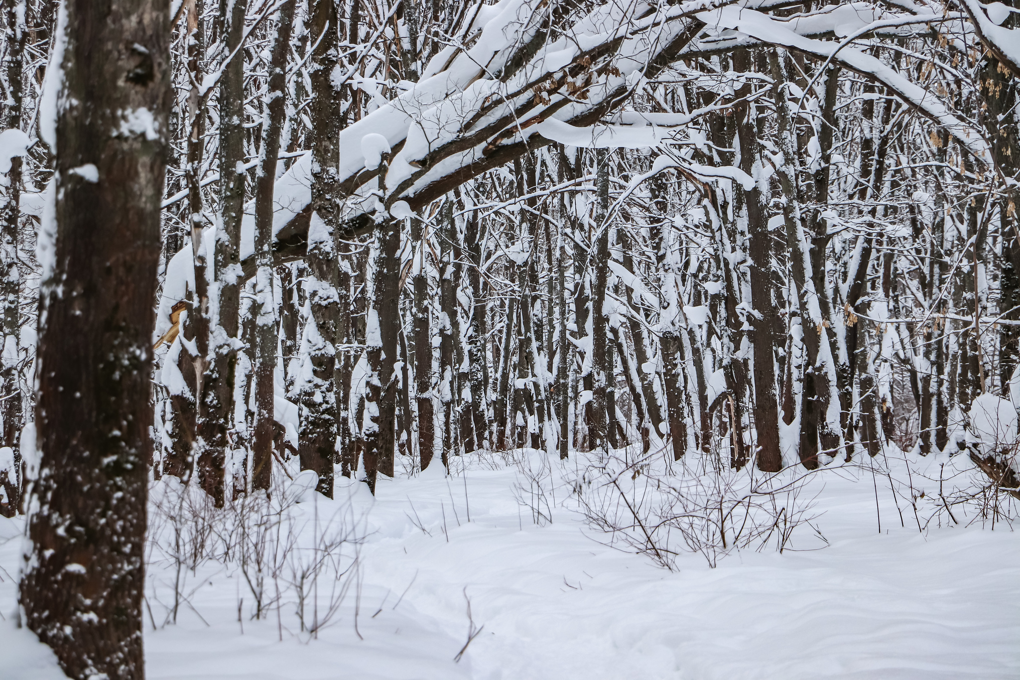 Walking - My, Winter, Nature, Snow, Hiking, Skiers, Dog, Video, Longpost