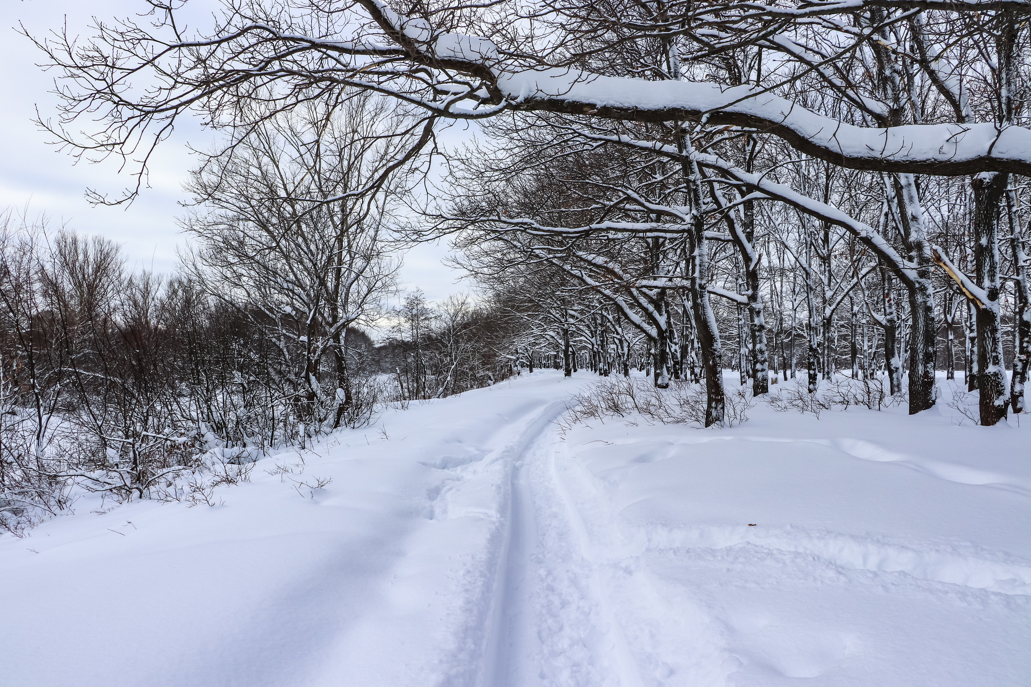 Walking - My, Winter, Nature, Snow, Hiking, Skiers, Dog, Video, Longpost