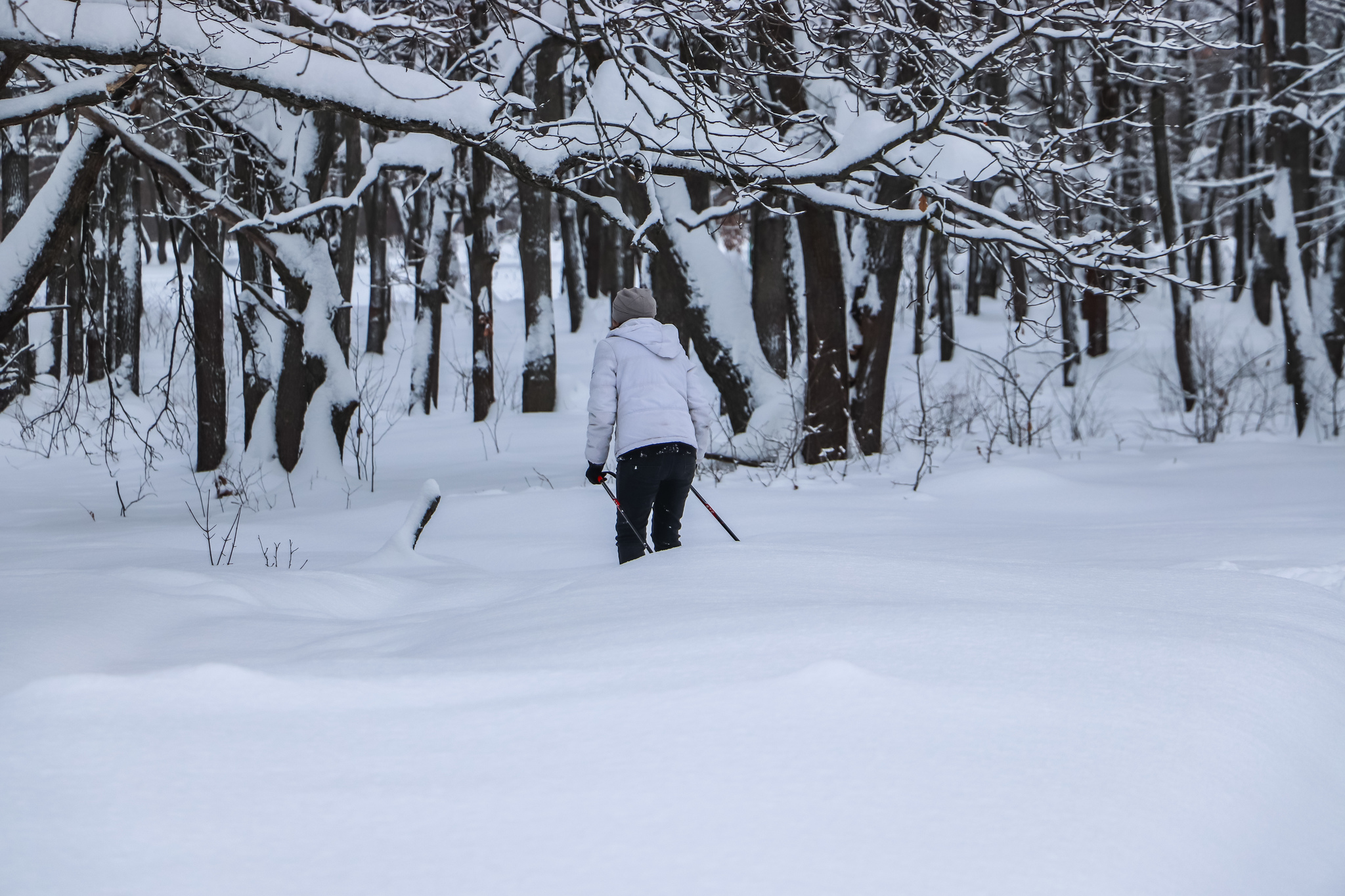 Walking - My, Winter, Nature, Snow, Hiking, Skiers, Dog, Video, Longpost