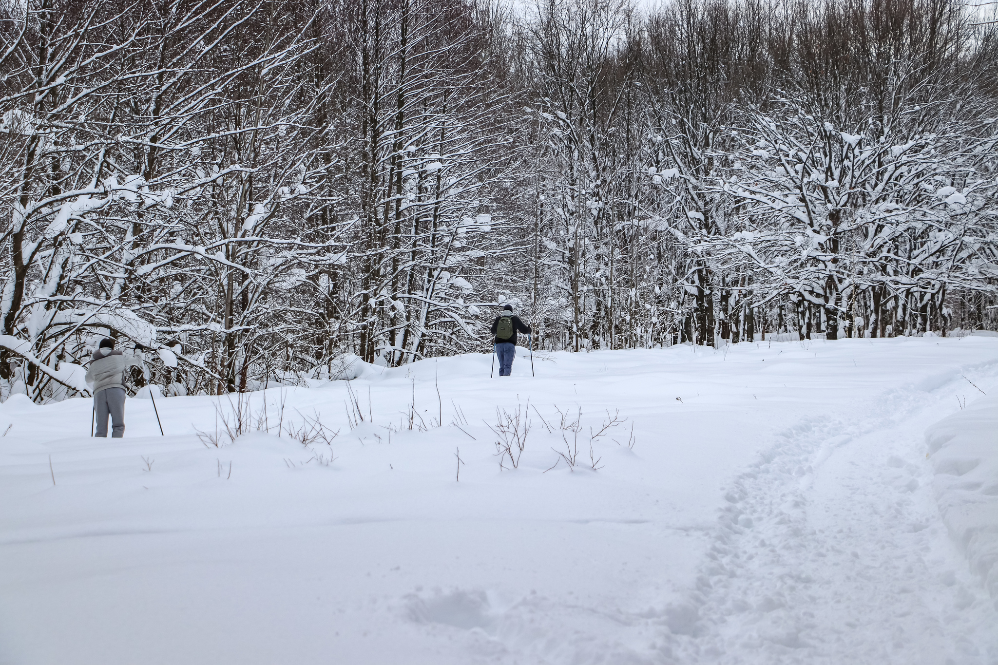 Walking - My, Winter, Nature, Snow, Hiking, Skiers, Dog, Video, Longpost