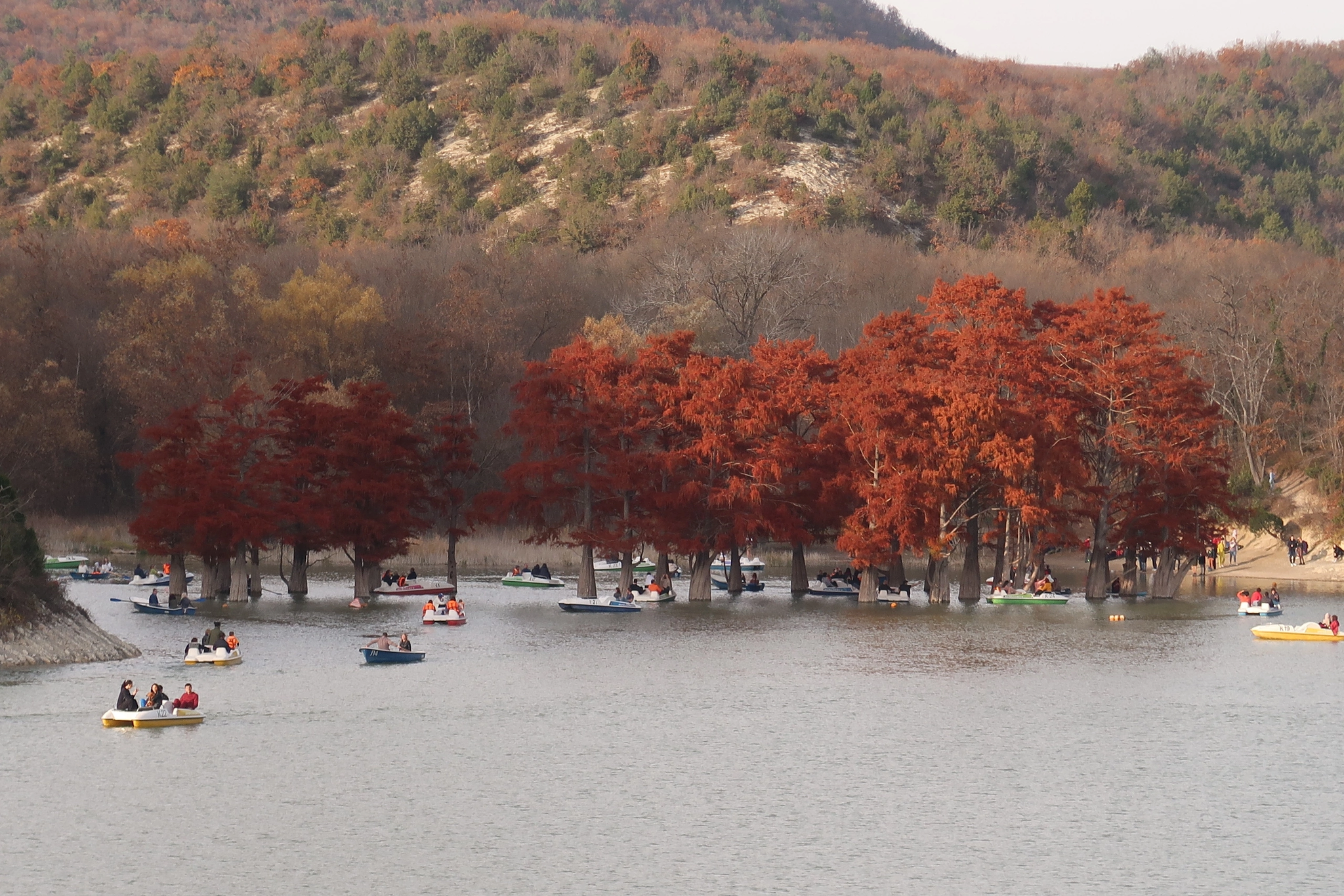 Кипарисовое озеро в Китае. Cypress Lake in Anapa.