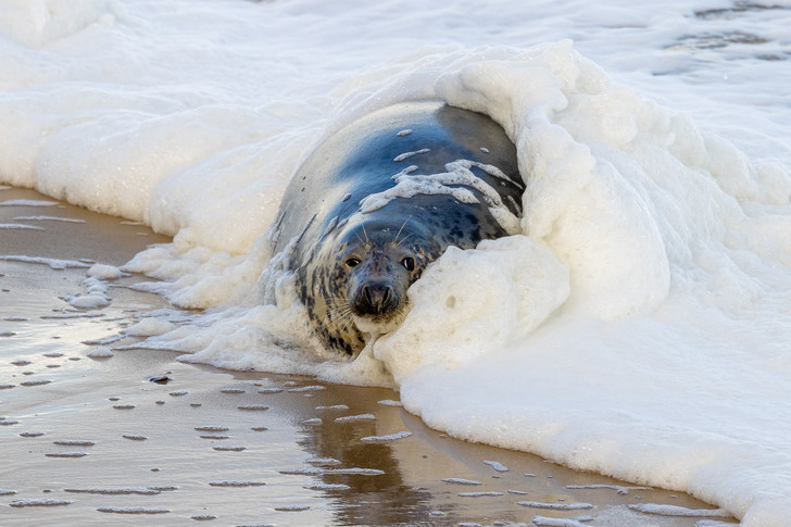 Foam party - Grey seal, Foam, Wave, Beach, Norfolk, Great Britain, Surf, Seal, The photo, Around the world, Marine life, Pinnipeds, Predatory animals, Wild animals, beauty of nature, Longpost