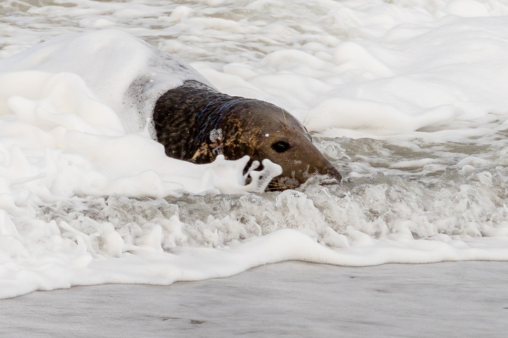 Foam party - Grey seal, Foam, Wave, Beach, Norfolk, Great Britain, Surf, Seal, The photo, Around the world, Marine life, Pinnipeds, Predatory animals, Wild animals, beauty of nature, Longpost