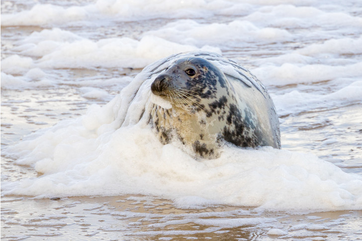 Foam party - Grey seal, Foam, Wave, Beach, Norfolk, Great Britain, Surf, Seal, The photo, Around the world, Marine life, Pinnipeds, Predatory animals, Wild animals, beauty of nature, Longpost