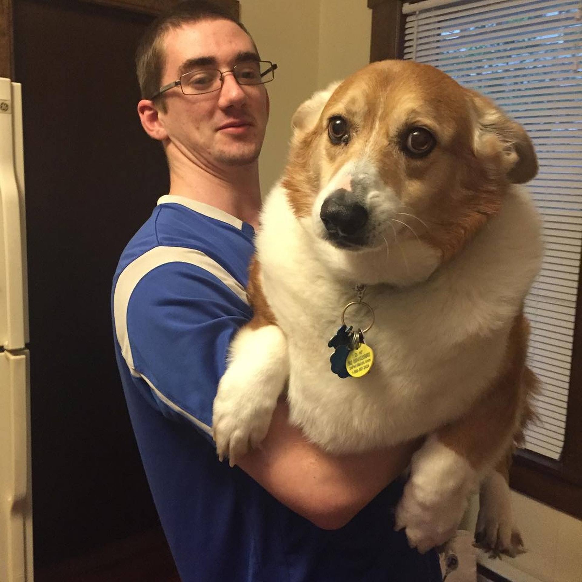 Corgishche - Dog, Corgi, The size, Pets