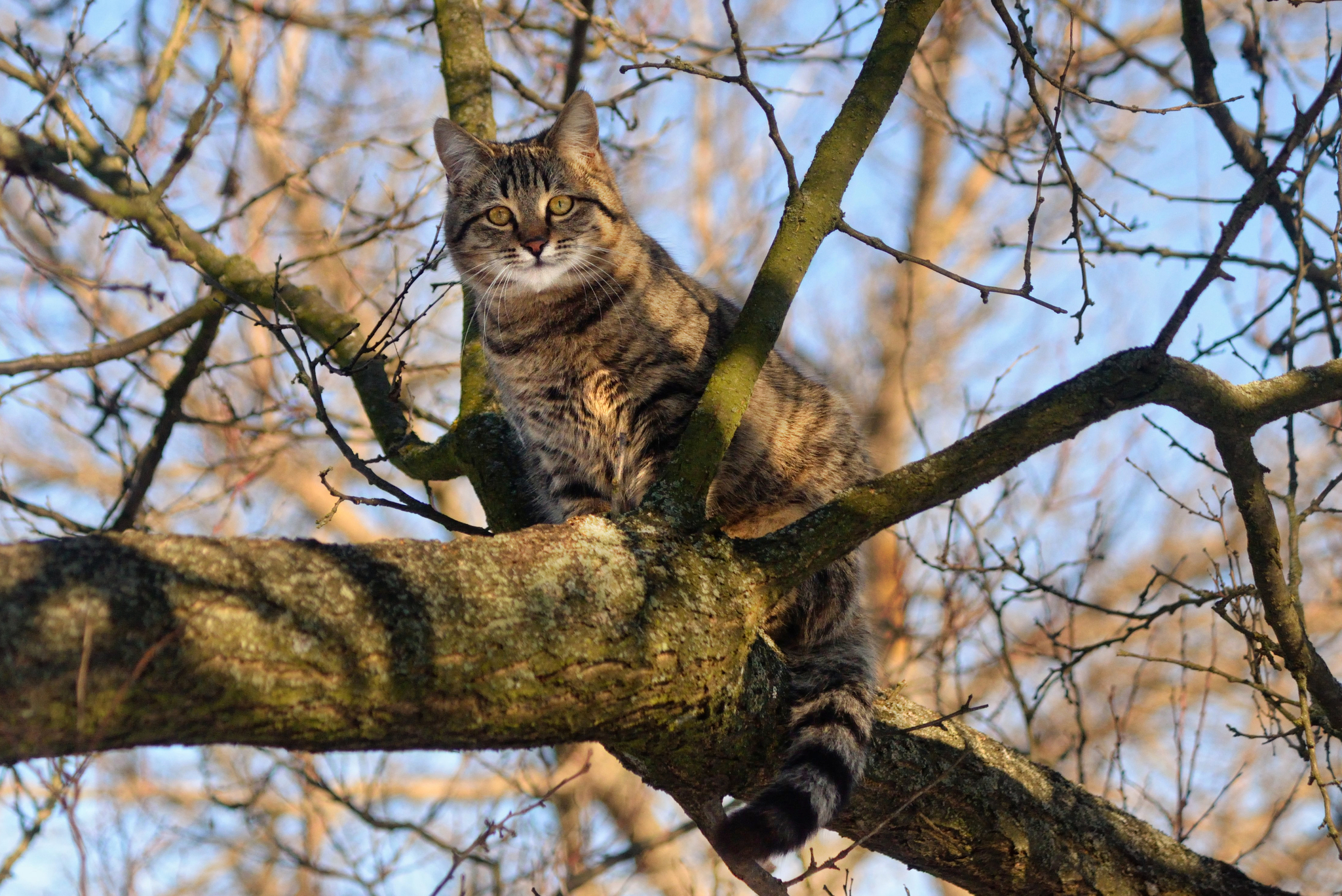 Lyopa - My, cat, Pets, Kittens, The photo