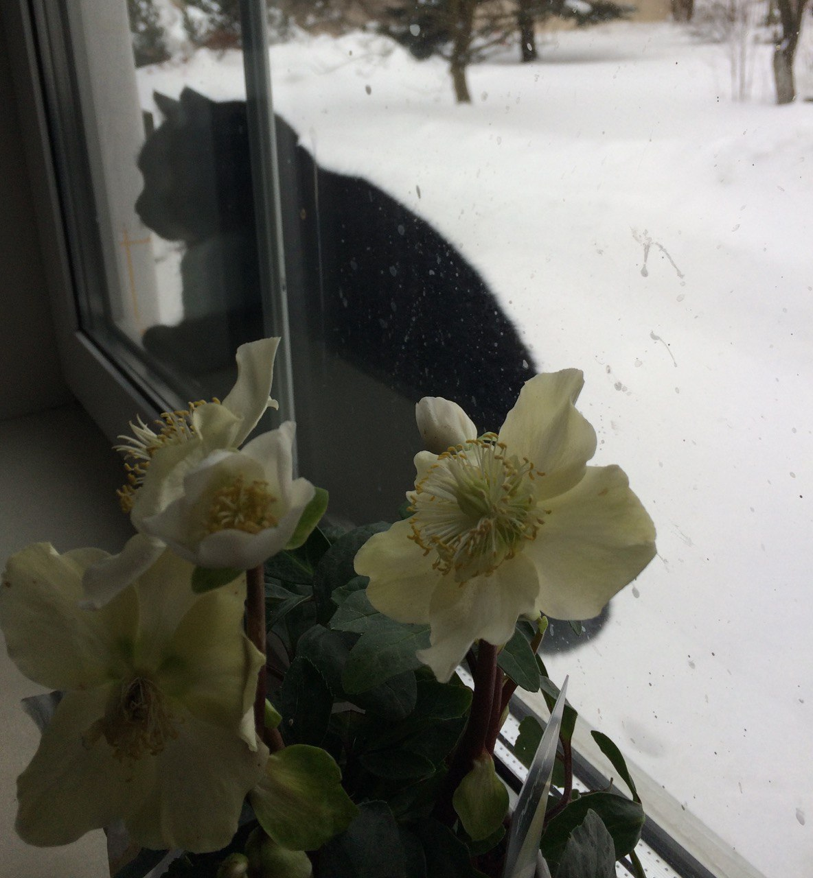Let me in the warmth, to the flowers... - My, cat, Black cat, Winter, Outside the window, Cold, Flowers, Windowsill