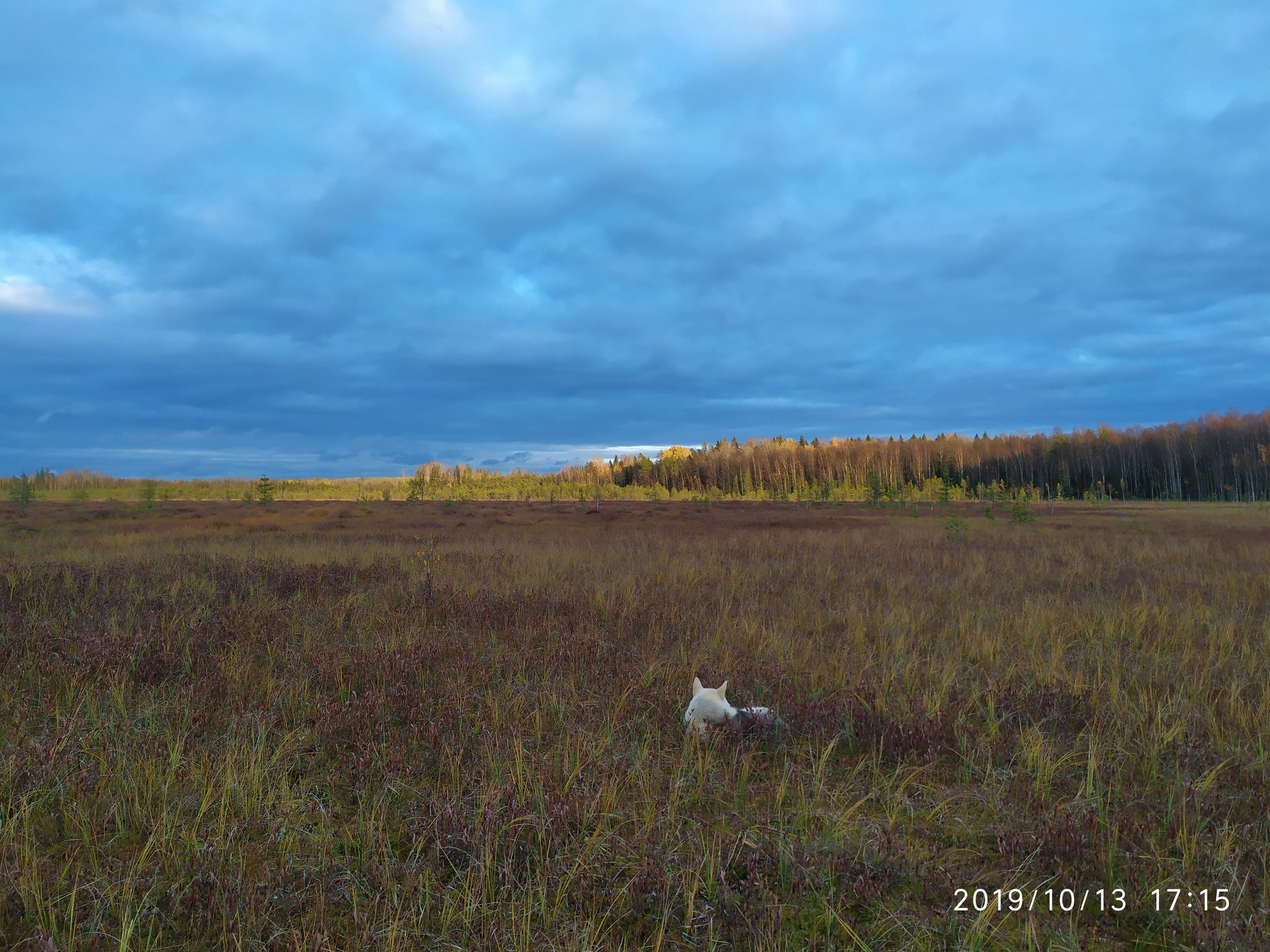 Response to the post How cranberries are grown and harvested in Russia! - My, Cranberry, Leningrad region, Berries, Autumn, Reply to post, Longpost