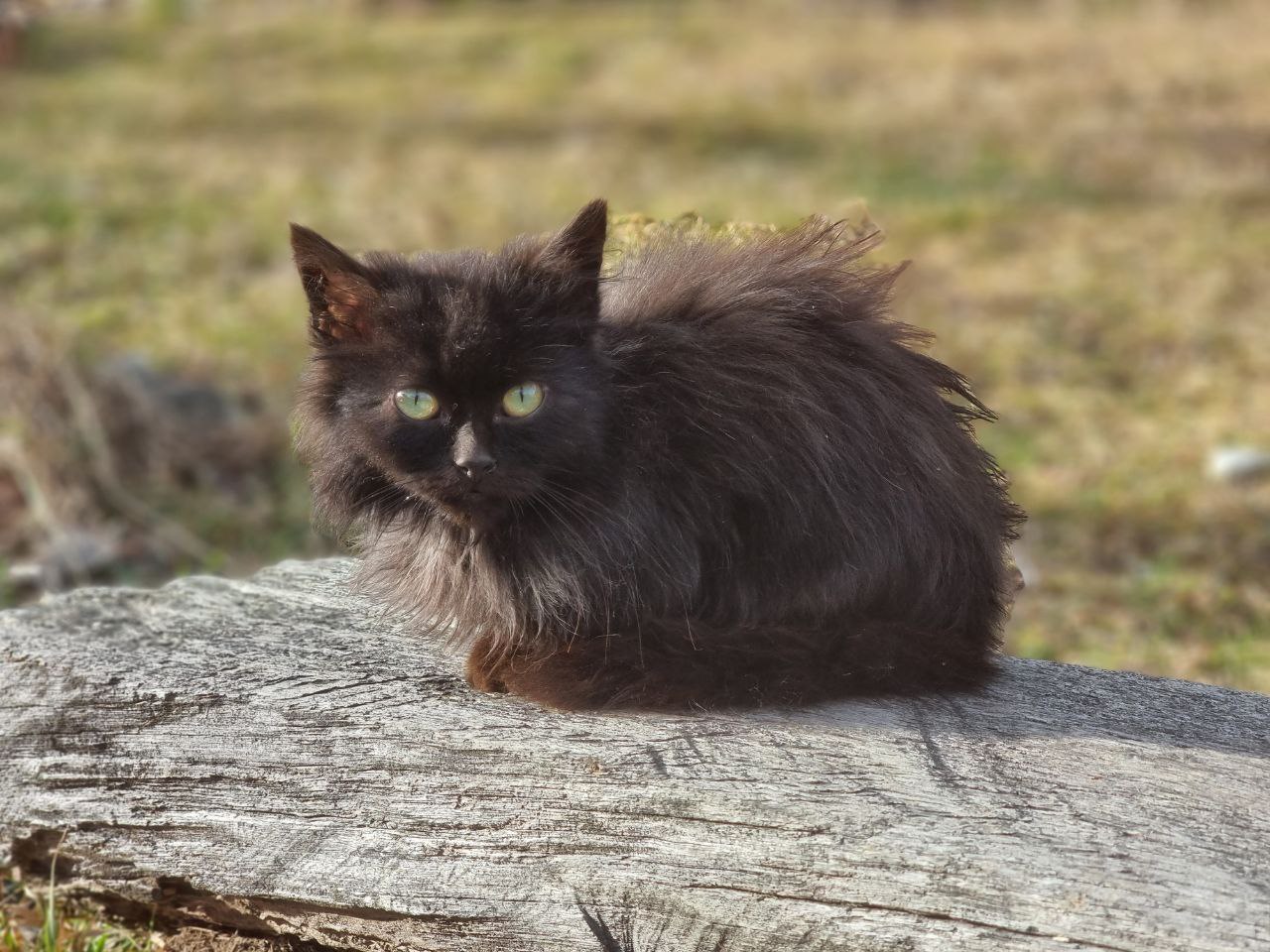 Shaggy lump - My, Milota, Black cat, Kittens, cat