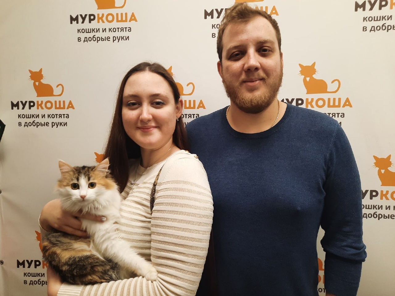 We are glad to share our successes with you - My, Murkosh shelter, Animal shelter, cat, Touching, Making the World Better, Found a home, Positive, Video, Longpost