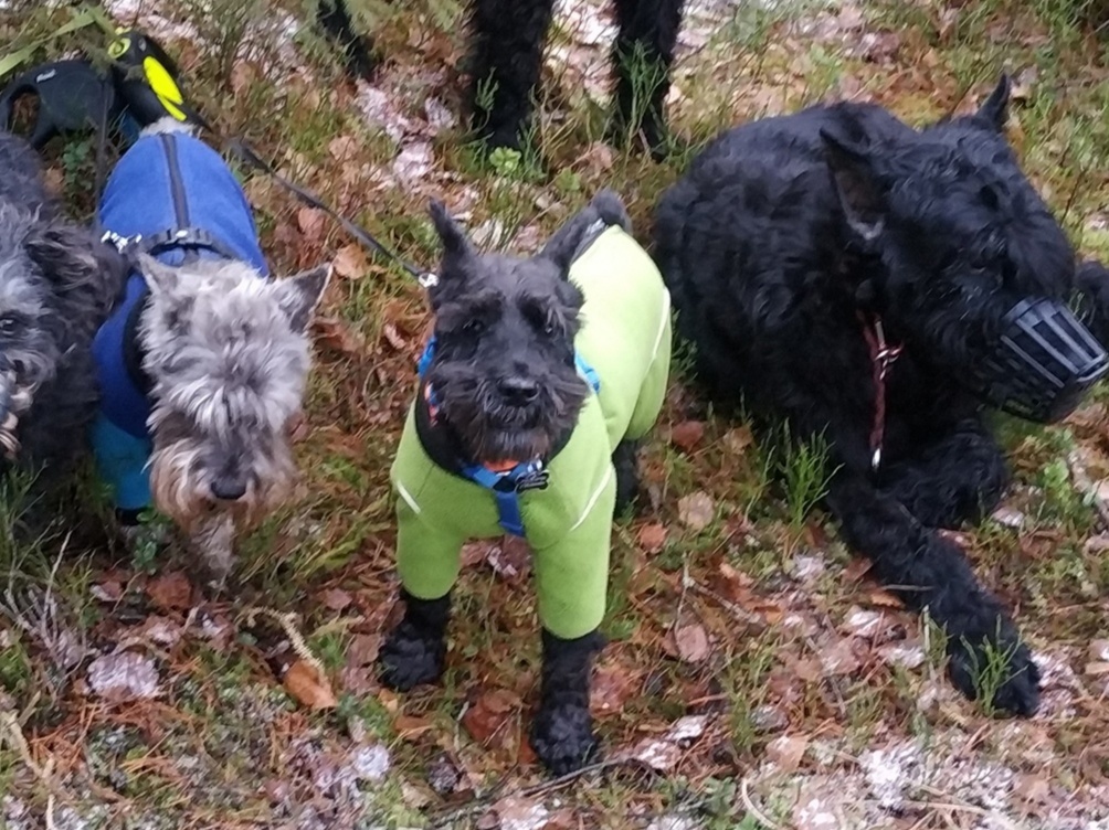 Miniature Schnauzer Archie, St. Petersburg - My, In good hands, Dog, Pets, No rating, Schnauzers, Miniature schnauzer, Saint Petersburg, Helping animals, Longpost