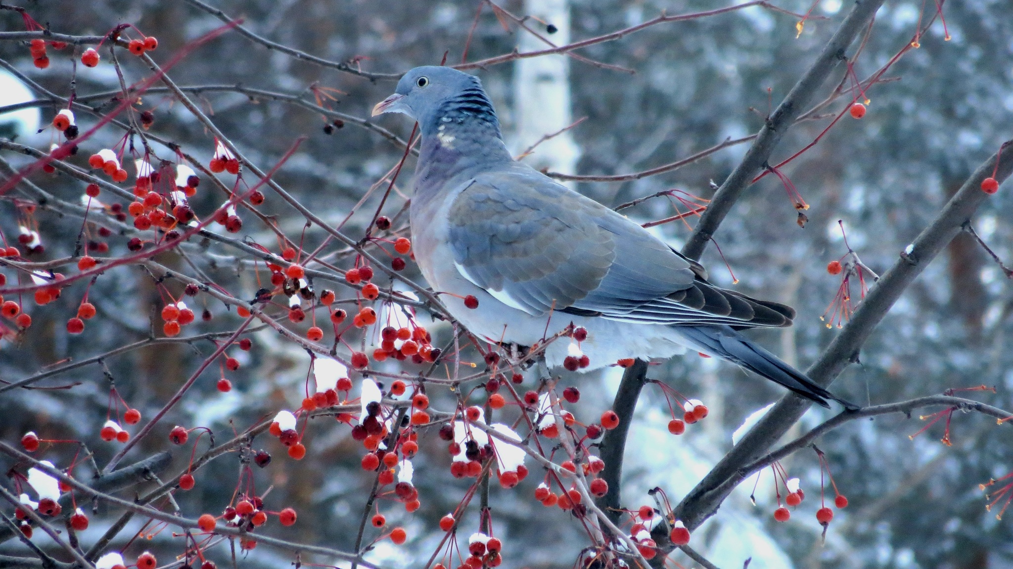 Vyakhir - Forest Pigeon - My, Ringdove, Birds, Bird watching, Observation, Ornithology, Animals, Video, Longpost, Forest pigeon