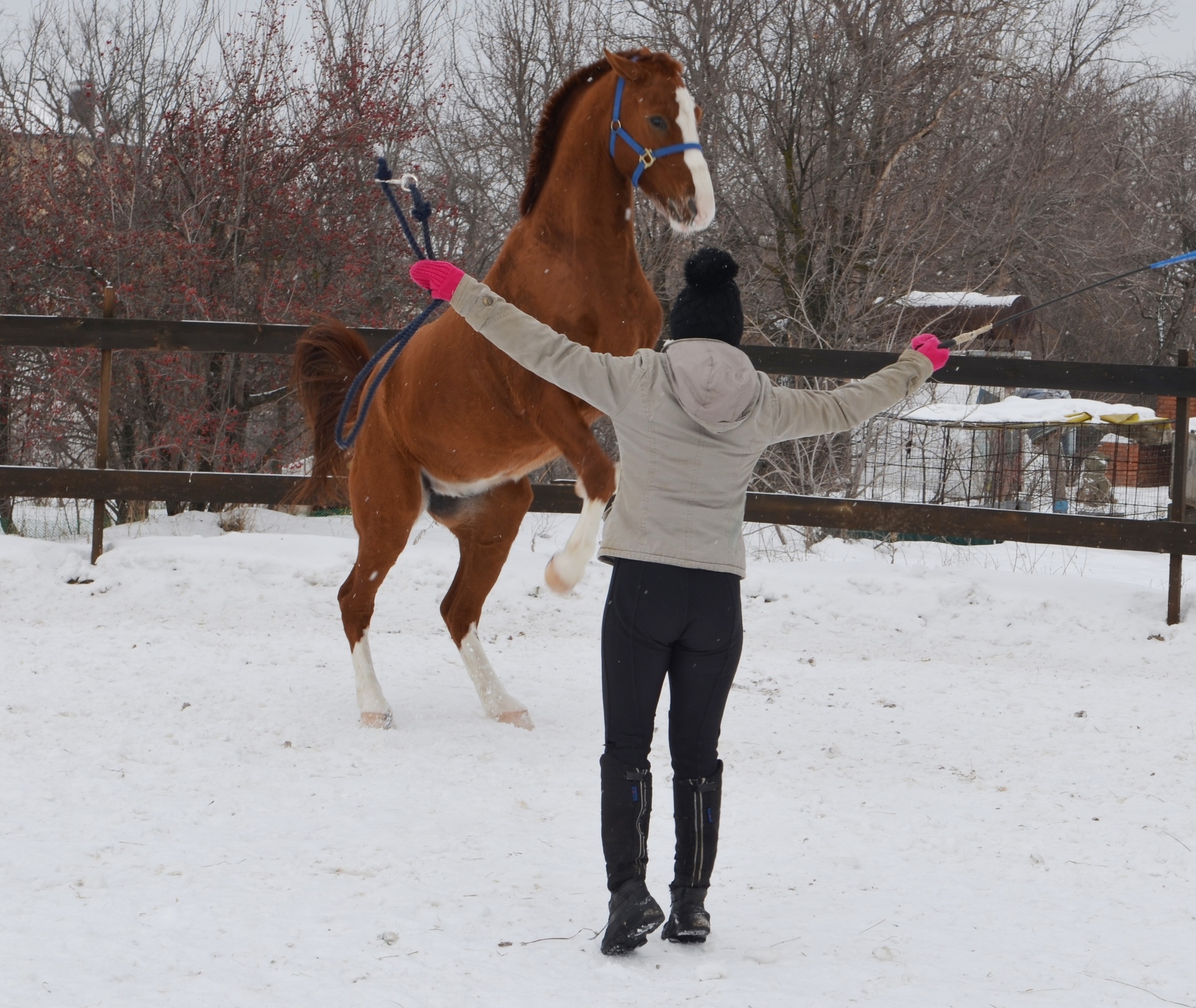 Archive of March 3, 2019 - My, Horses, Horseback Riding, Sport, Sports girls, Jumping, Dressage, friendship, Longpost, Video