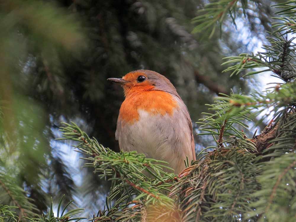 memories - My, Birds, Nature, The nature of Russia, Predator birds, Ornithology, Insects, Animals, Elk Island, Schelkovo, Photo hunting, Hobby, Longpost