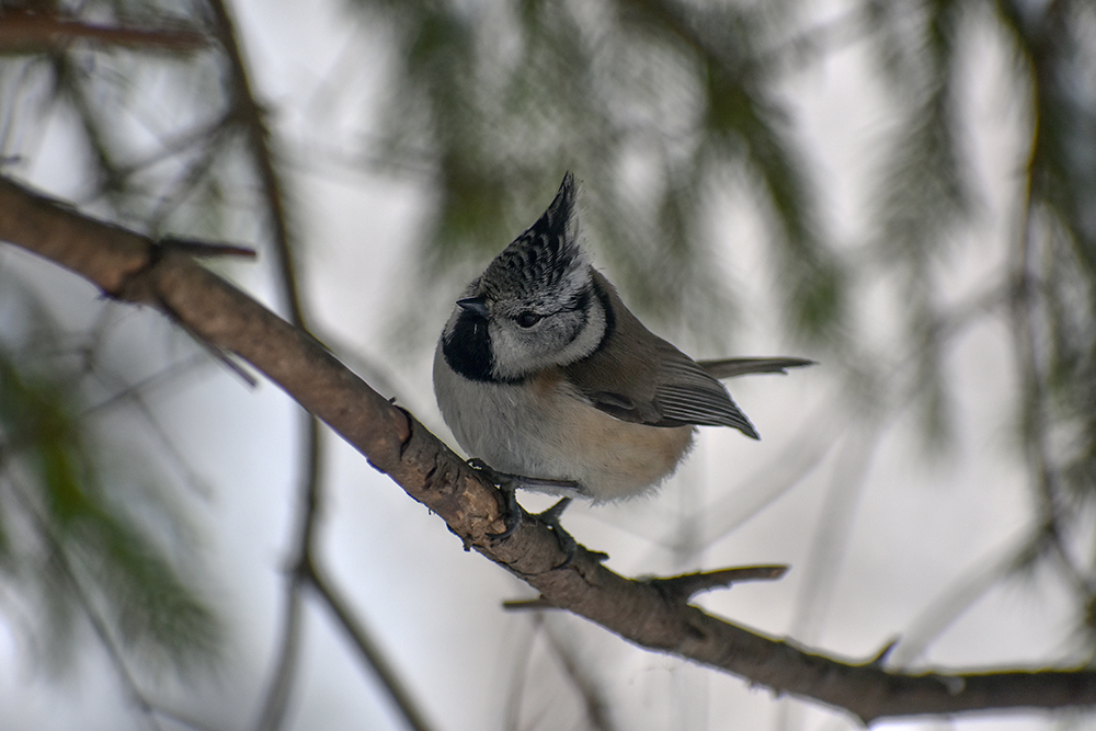 memories - My, Birds, Nature, The nature of Russia, Predator birds, Ornithology, Insects, Animals, Elk Island, Schelkovo, Photo hunting, Hobby, Longpost