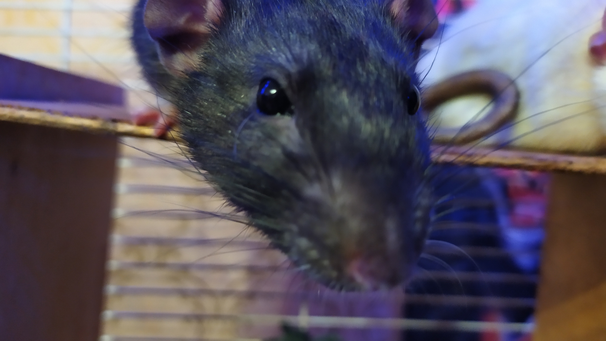 Rat Weekdays 2.6 - My, Decorative rats, Rat, Pets, Milota, Longpost