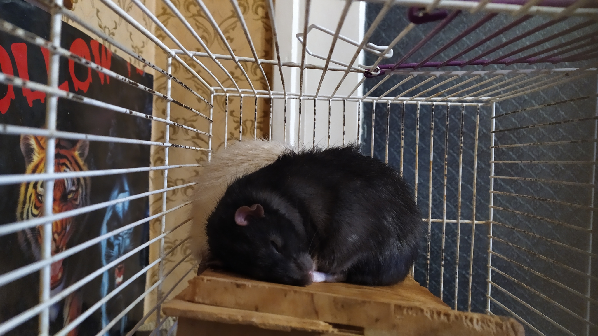 Rat Weekdays 2.6 - My, Decorative rats, Rat, Pets, Milota, Longpost