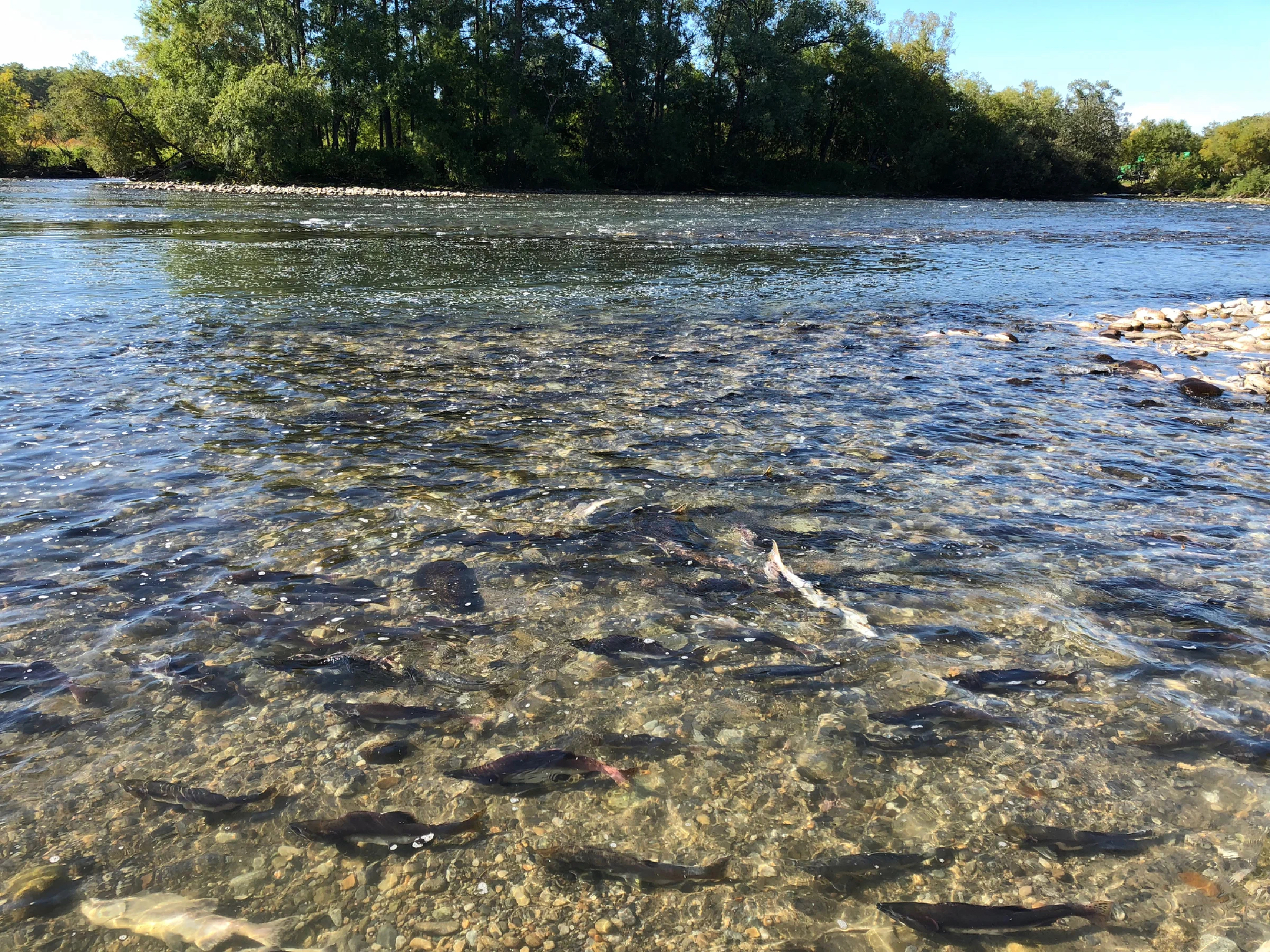 Unique fish Kamchatka - My, Kamchatka, Story, Nature, Pink salmon, Spawning, Video, Longpost