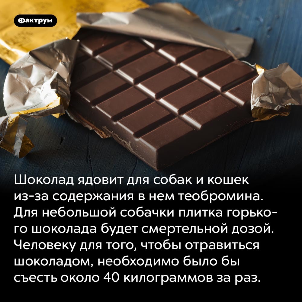 Why there is a white coating on chocolate bars and other interesting facts about chocolate - Informative, Factrum, A selection, Facts, Chocolate, Longpost