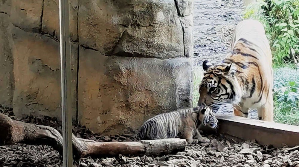 Sumatran tiger cub takes its first steps - Tiger cubs, Tiger, Milota, Cat family, Zoo, London, Great Britain, The national geographic, Predatory animals, Big cats, Rare view, Animals, Video, Longpost