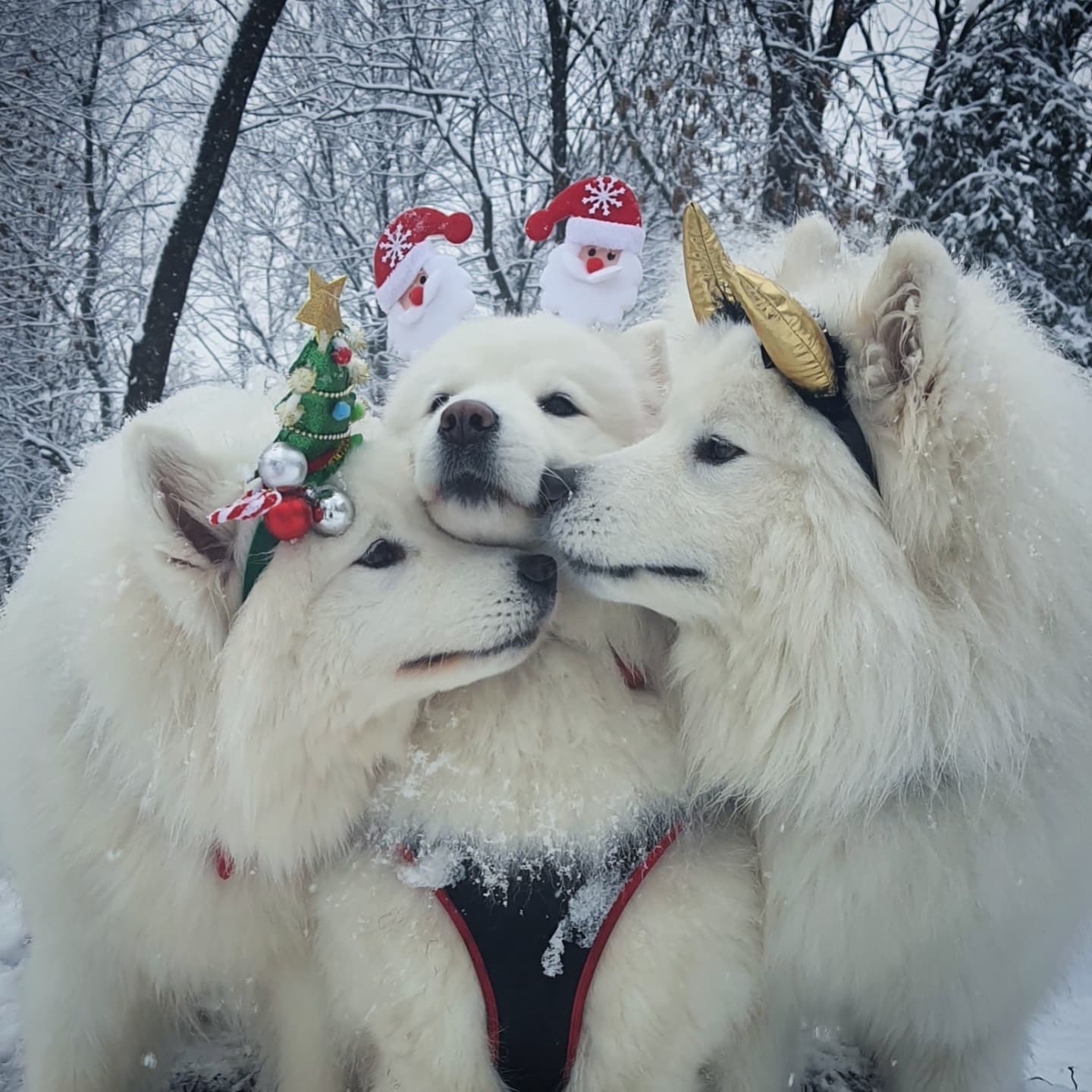 Druze dogs - My, Samoyed, Dog, Winter, Milota, Longpost