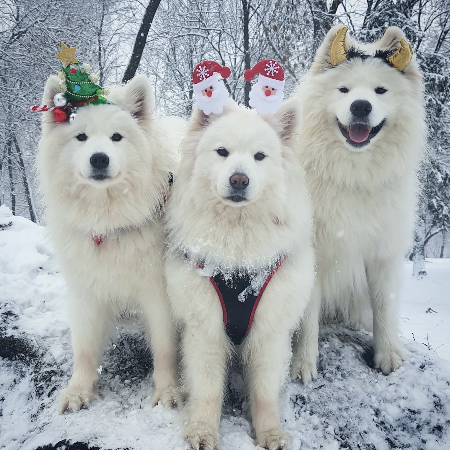 Druze dogs - My, Samoyed, Dog, Winter, Milota, Longpost