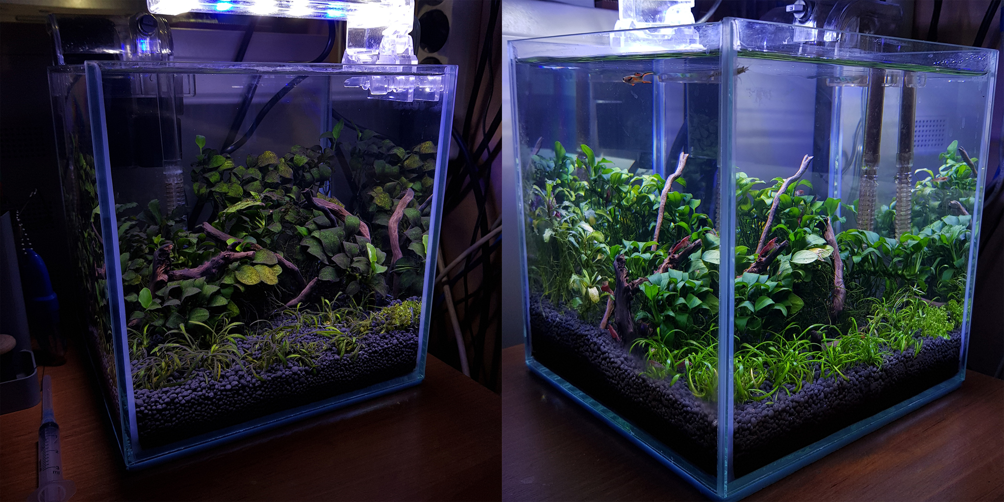 Two months later - My, Nanoaquarium, Aquarium, Seaweed