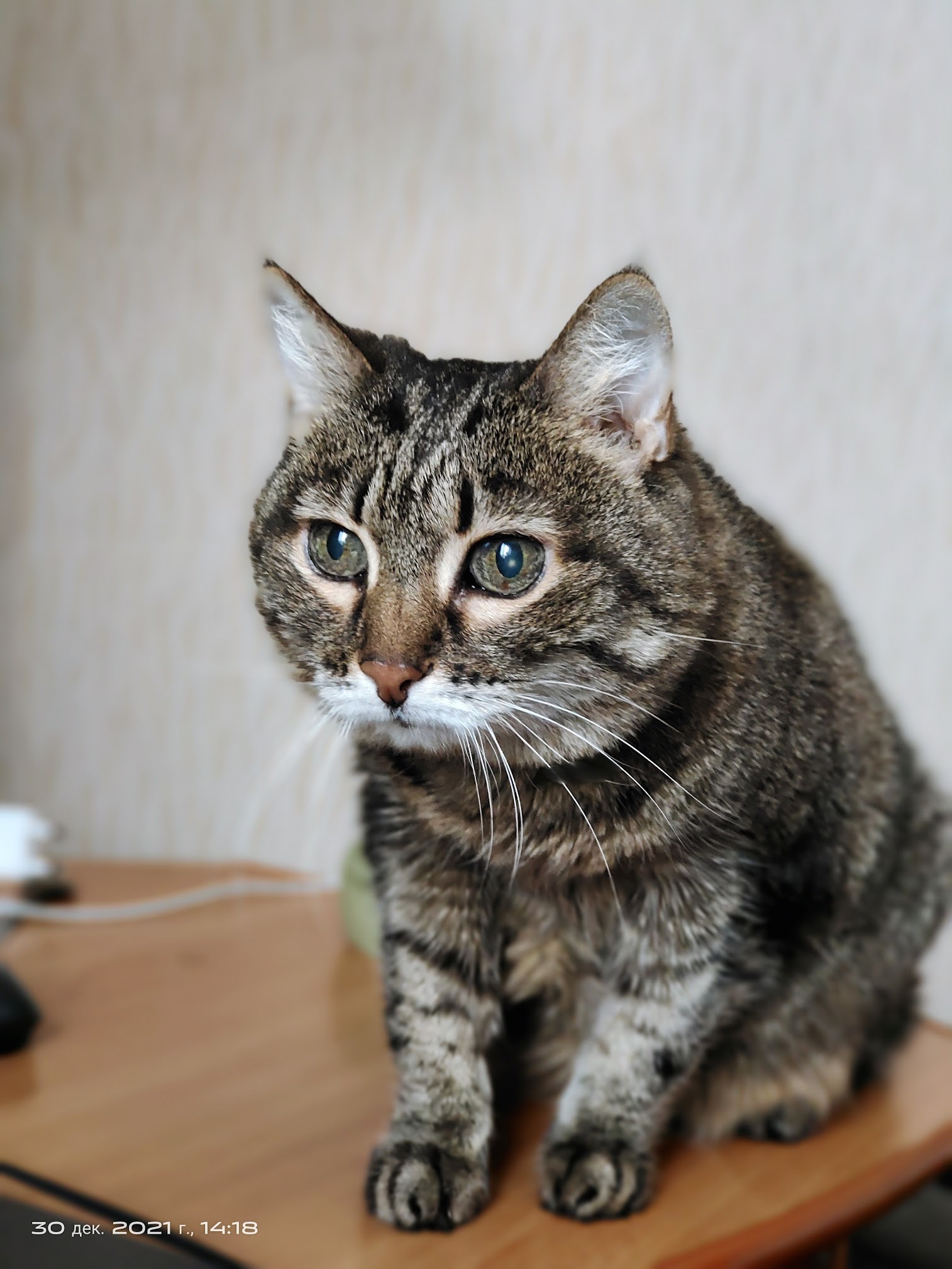 Пажилой котик | Пикабу
