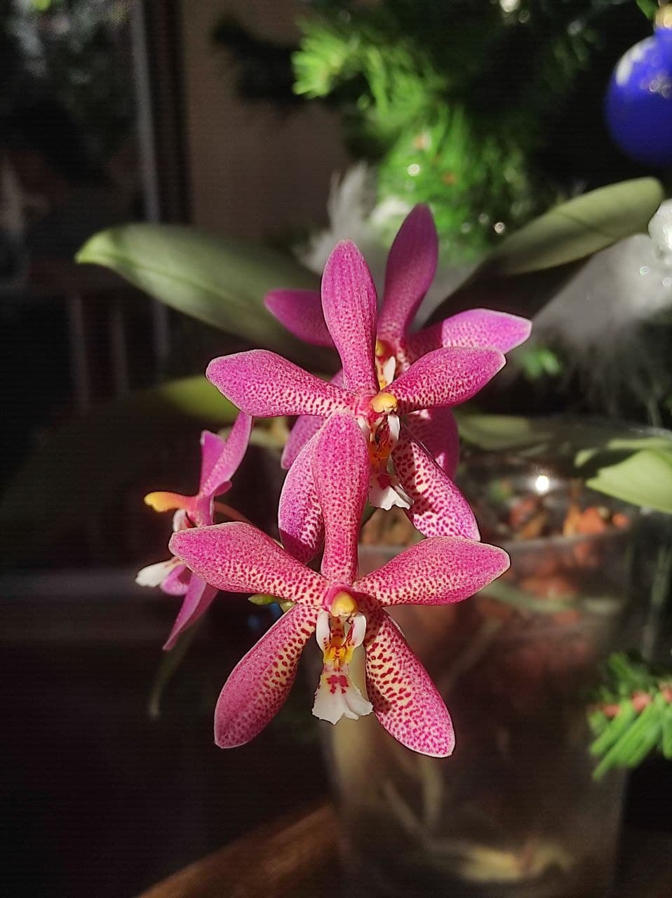 Useless, expensive, but beautiful hobby =) - My, Longpost, Flowers, Orchids, Houseplants