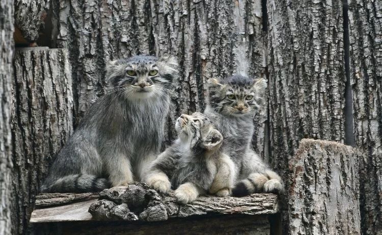 Beautiful, kind, fluffy... Pet the cat! - Pallas' cat, Small cats, Fluffy, Predatory animals, Cat family, Rare view, Pet the cat, Longpost