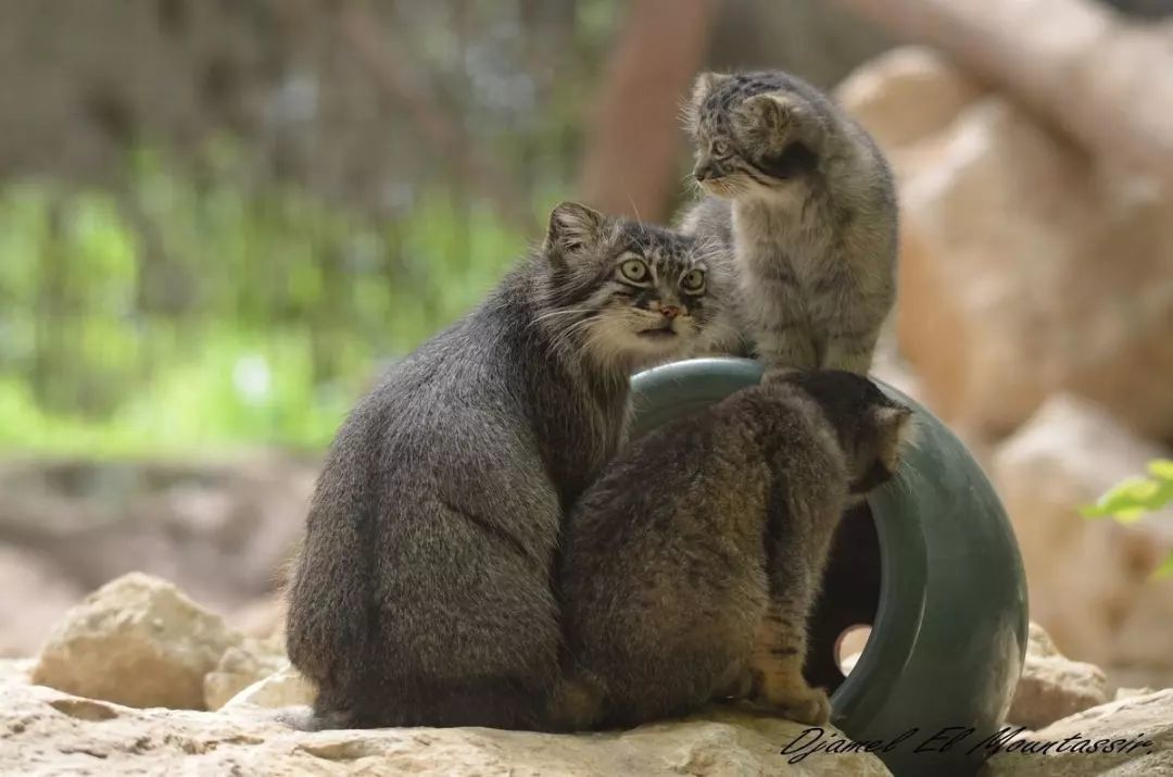 Beautiful, kind, fluffy... Pet the cat! - Pallas' cat, Small cats, Fluffy, Predatory animals, Cat family, Rare view, Pet the cat, Longpost