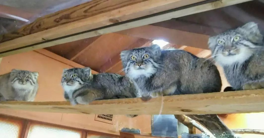 Beautiful, kind, fluffy... Pet the cat! - Pallas' cat, Small cats, Fluffy, Predatory animals, Cat family, Rare view, Pet the cat, Longpost