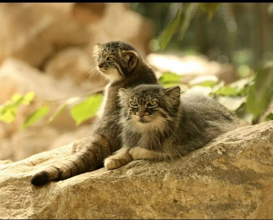 Beautiful, kind, fluffy... Pet the cat! - Pallas' cat, Small cats, Fluffy, Predatory animals, Cat family, Rare view, Pet the cat, Longpost